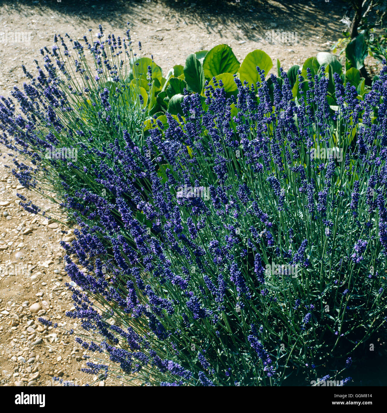 Lavandula angustifolia - `Hidcote' AGM   TRS067180 Stock Photo